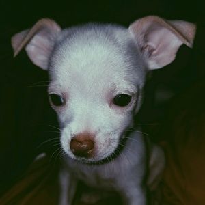 Meet your Posher, Kylea